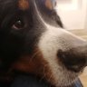 Profilbild von elbozzal