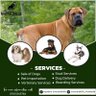 Фото профиля Emeraldhills kennel