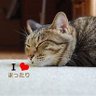 としちゃん 的头像