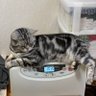 Profilbild von 孤独死確定おじさん