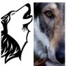 Best Wolf's profile picture