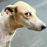 Tatรบ do bem's profile picture