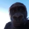 Thooguo's profile picture