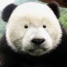 Profilbild von AGiantPanda 🏳️🌈 👨💻