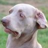 Фото профиля nawdawg
