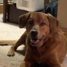 ClevelandCarpenter/Tileinstaler's profile picture