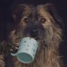 Profilbild von Cochorru