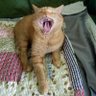 liligator1's profile picture