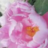 Southern Flower Chick 的头像