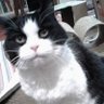 Cherie's profile picture