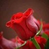 Фото профиля أحمد بكر