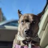 BOOGIES BOMBS's profile picture