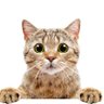 Profilbild von AdrianB