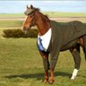 🐴Neigh, it's CK🌾 profil fotoğrafı