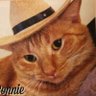 the cat in the hat 的头像
