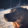 Nico's profile picture