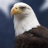 Profilbild von Resist! 🇺🇲🦅
