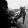Profilbild von Orangecat