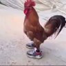 Profilbild von Pz Chicken