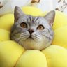 ひなたんGo profil fotoğrafı