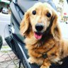 yue profil fotoğrafı