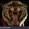 Tony the Tiger profil fotoğrafı