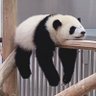 にゃん 的头像