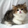 着ぐるみ profil fotoğrafı