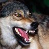 Profilbild von Волк Путина🐺.🇷🇺В миру Василий.