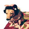 自然良品わっしょい's profile picture