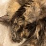 abigail kitkat's profile picture