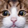 fuhaisu2 profil fotoğrafı