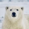 しろくま/DOJOサポーター中四国支部隊長) profil fotoğrafı