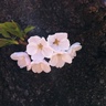 ogikubosuginami's profile picture