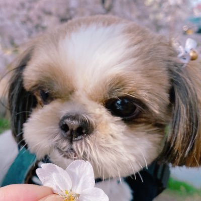 maychico0806's profile picture
