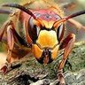 E-Murderhornet the most MAGA murder hornet's profile picture