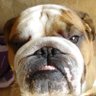 Profilbild von Rufus IV