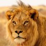 Leo Nghikelwa's profile picture