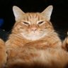 DJ's profile picture