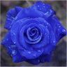 BlueRose 的头像