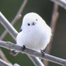進撃の日本🍊 profil fotoğrafı