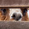 StonkyAlpaca 的头像
