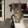 CatMom ✨ profil fotoğrafı