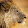 袁默川 profil fotoğrafı