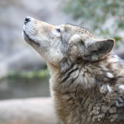 🐺ルー・ガルー@Lucuses's profile picture
