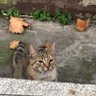 cigarette 的头像
