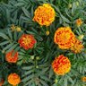 Profilbild von Marigold🌼