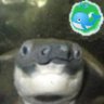 カノッチ🐳's profile picture