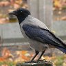 Фото профиля De ouwe Kraaij