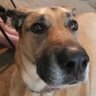 LibertyDog's profile picture